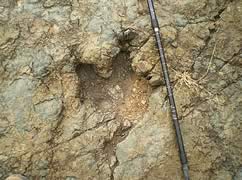 Dinosaur footprints, Sucre